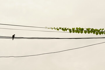 birds on a branch, bird on a 
wire.