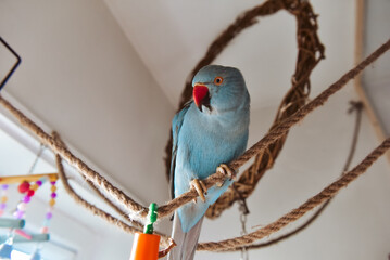 Blue bird, parrot, indian ringneck bird © maywhiston