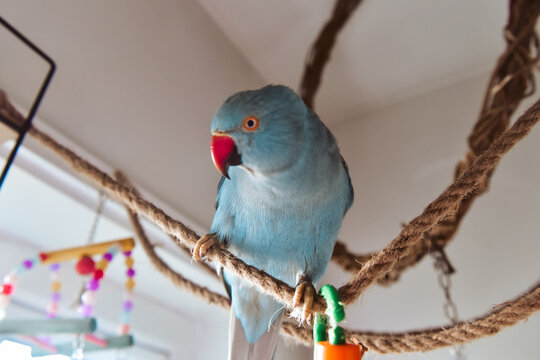 Blue bird, parrot, indian ringneck bird