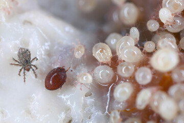 Magnification of tiny Oribatid mites (Oribatida or beetle mites) of the superorder Acariformes and...