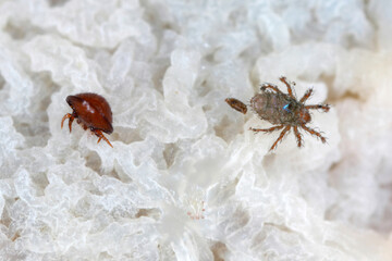 Oribatid moss mite (Oribatida), Damaeidae. Small arachnids Living in the soil or mulch.