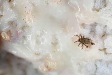 Mites, small arachnids (Acaridae, Oribatid moss mite, Oribatida) on rotting plant remains.