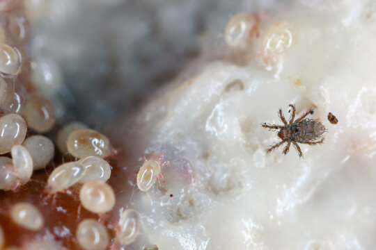 Magnification of tiny Oribatid mites (Oribatida or beetle mites) of the superorder Acariformes and Acaridae family mites on perishable food.