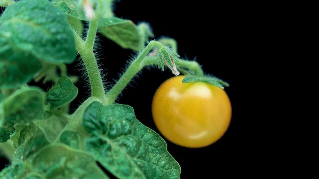 Tomato growing in a green house time lapse. Turing from green to red tomato