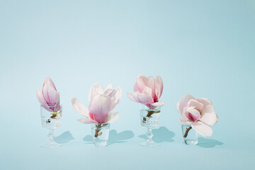 Fototapeta na wymiar Magnolias flowers in crystal glasses against sunny pastel blue background. Minimal spring idea.