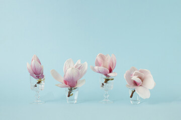 Crystal glasses with Magnolias flowers against pastel blue background. Minimal spring idea.