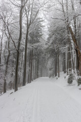Winter view of a forest path in Orlicke hory mountains, Czech Republic