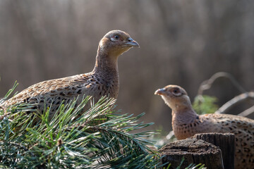 Birds from the middle of Europe