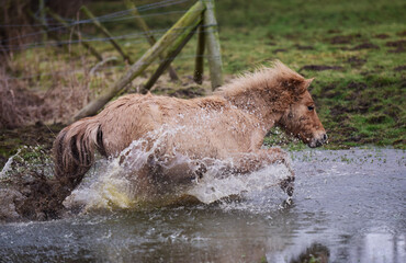 Shetland pony and cob horse splashing in muddy puddle in field