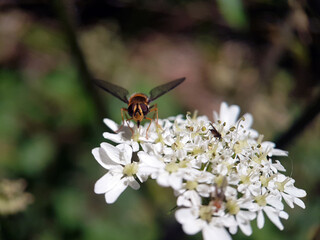 fly on a flower