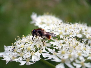 Hoverfly on a flower