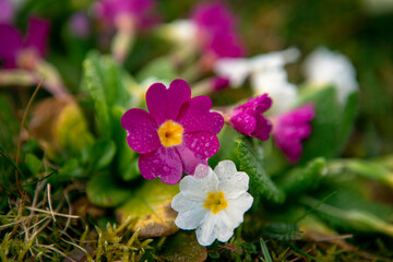 Pretty little wildflowers, Primrose after rain in the garden, close-up. Macro springtime flowers.