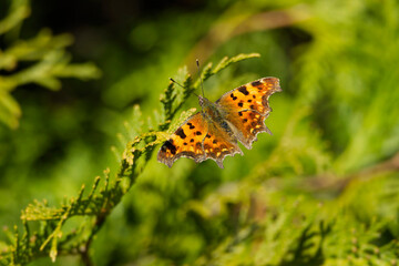 Comma butterfly (Polygonia c-album) sitting on a tree branch in Zurich, Switzerland
