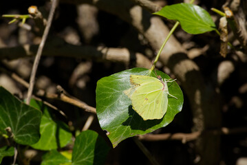 Common brimstone butterfly (Gonepteryx rhamni) sitting on green leaf in Zurich, Switzerland