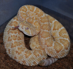 Western Diamond-backed Rattlesnake (Crotalus atrox) cub