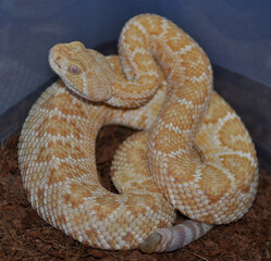Western Diamond-backed Rattlesnake (Crotalus atrox) cub