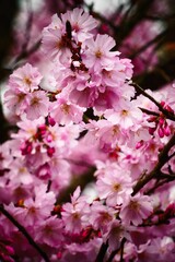 details of cherry blossoms