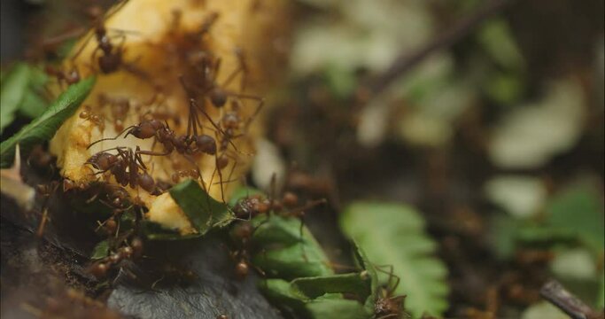 Close up of Leaf cutter ants crawling on the ground