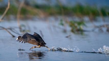 Eurasian coot (Fulica atra)
