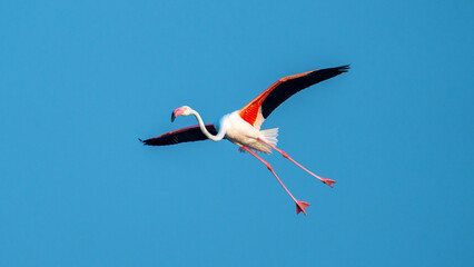 The greater flamingo (Phoenicopterus roseus)