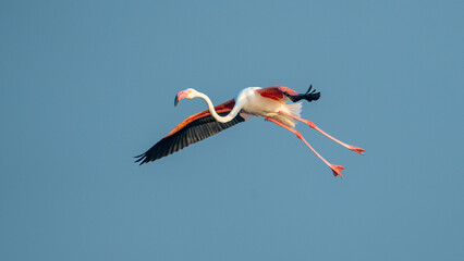 The greater flamingo (Phoenicopterus roseus)