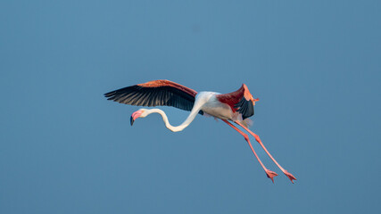 The greater flamingo (Phoenicopterus roseus)