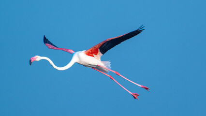 The greater flamingo (Phoenicopterus roseus)