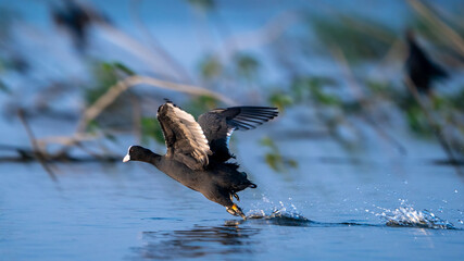 Eurasian coot (Fulica atra)
