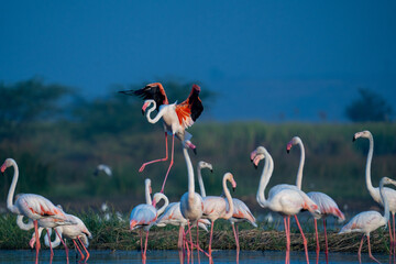The greater flamingo (Phoenicopterus roseus) - obrazy, fototapety, plakaty