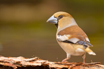 Grubodziób zwyczajny, grubodziób, pestkojad, grabołusk (Coccothraustes coccothraustes) © Grzegorz
