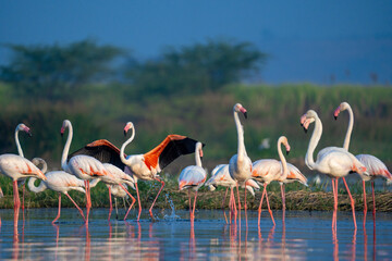 The greater flamingo (Phoenicopterus roseus) - obrazy, fototapety, plakaty