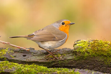 Rudzik, rudzik zwyczajny, raszka (Erithacus rubecula) © Grzegorz