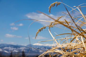 Obraz premium ears of wheat against blue sky