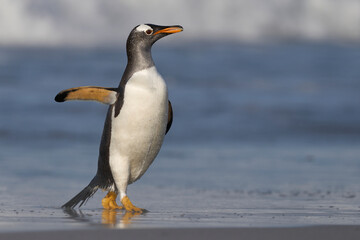 Gentoo Penguin (Pygoscelis papua) coming ashore after feeding at sea on Sea Lion Island in the Falkland Islands.