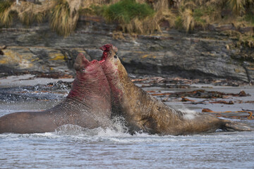 Southern Elephant Seal (Mirounga leonina) fights with a rival for control of a large harem of females during the breeding season on Sea Lion Island in the Falkland Islands.