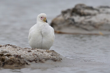 Pale-faced Sheathbill (Chionis albus) on the coast of Sea Lion Island in the Falkland Islands.