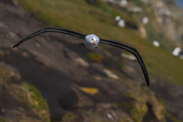 Black-browed Albatross (Thalassarche melanophrys) in flight along the cliffs of Saunders Island in the Falkland Islands.