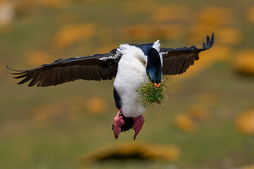 Imperial Shag (Phalacrocorax atriceps albiventer) landing with vegetation to be used as nesting material on Saunders Island in the Falkland Islands