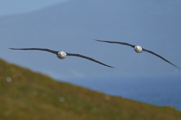 Black-browed Albatross (Thalassarche melanophrys) in flight along the cliffs of Saunders Island in...