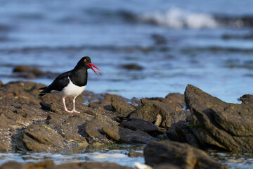 Magellanic Oystercatcher (Haematopus leucopodus) searching for food along the coast of Carcass Island in the Falkland Islands.