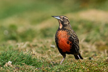 Long-tailed Meadowlark (Sturnella loyca falklandica) bathing in a small stream on Carcass Island in...