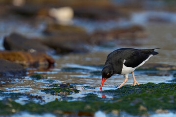 Magellanic Oystercatcher (Haematopus leucopodus) searching for food along the coast of Carcass Island in the Falkland Islands.