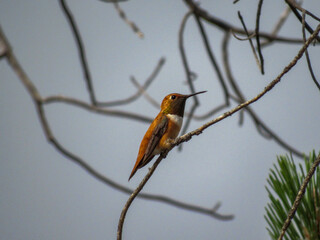 hummingbird on a branch