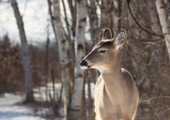 A White - tailed Deer (Odocoileus virginianus) up close on the trail in Lynde Shores Conservation Area in Ontario in springtime