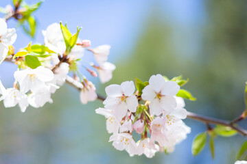 Cherry Blossoms 