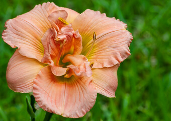 Vibrant Daylily Flower with Soft Green Grass Background
