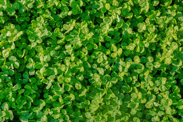 Lush Clover Leaves Texture Background for Design
