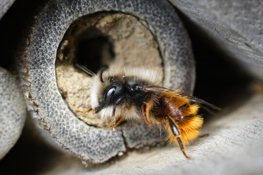 Closeup on a black and orange fluffy male, European orchard mason solitary bee, Osmia cornuta