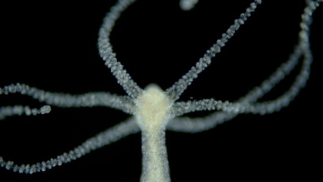 Freshwater Hydra under microscope, class Hydrozoa. Predator, feeds on small crustaceans, worms-Oligochaeta, capturing them with tentacles with stinging cells