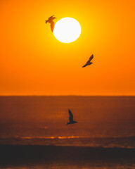 Fototapeta na wymiar A group of birds flying in front of a sunset on the ocean.